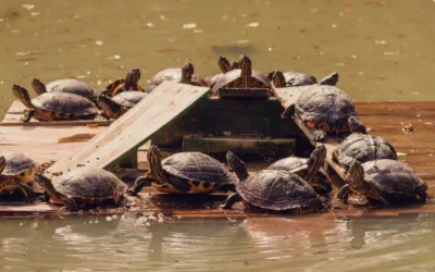 Basking Platform for Bearded Dragon: 10 Picks for 2026