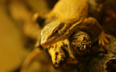 Best Hollow Log Hide for Bearded Dragon: 2 Picks 2026
