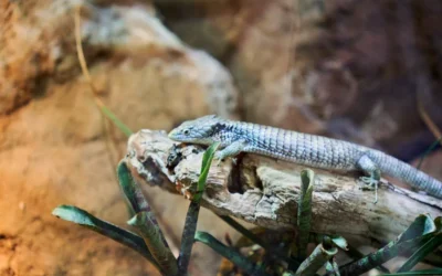UV Index Meter for Bearded Dragons: 10 Accurate Picks for 2026