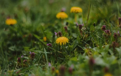 Dandelion Greens Buying Guide