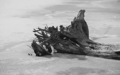 Driftwood Buying Guide