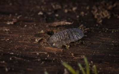 Choosing Isopods for Dragon Tanks