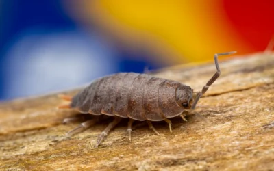 Isopods vs Combo for Babies