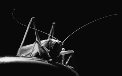 Premium Crickets vs Critter Depot