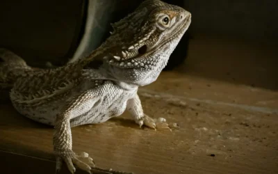 Niteangel Bearded Dragon Seagrass Hammock vs Hanging Perch: Which Climbing Spot Fits Your Dragon?