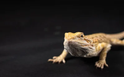 Bearded Dragon Lighting Setup for Bearded Dragons: Full Timestamp Breakdown and 2026 Picks
